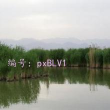λ